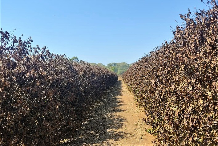 Emater-MG apoia produtores rurais com a elaboração de laudos técnicos para reparação dos impactos causados pelas geadas