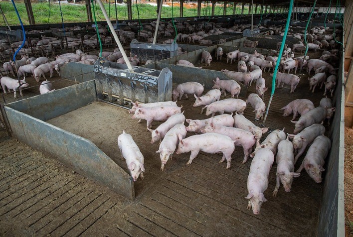 Peste Suína Africana chega às Américas e Brasil precisa redobrar cuidados