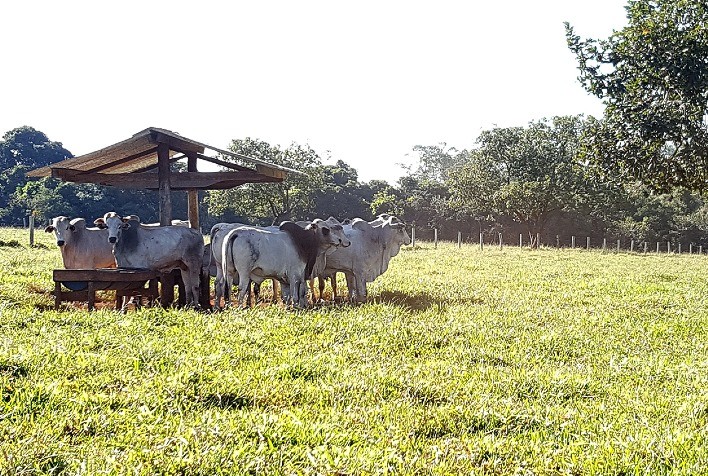 Projeto premia soluções inovadoras para o bem-estar de bovinos de corte