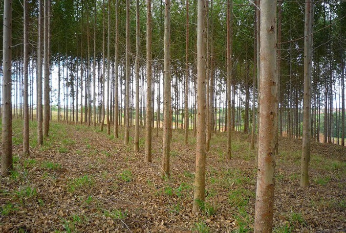 BNDES apoia plantio de eucalipto no interior de Minas Gerais