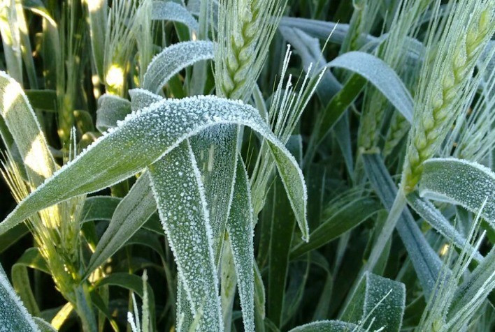 Produtor deve ter atenção com questões práticas e legais do seguro rural