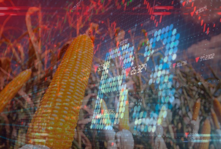 Cotações do milho começam a semana recuando na B3 e na CBOT