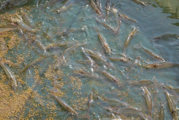 Gestão sustentável de viveiros de camarões: entenda o papel da biorremediação no controle da qualidade da água