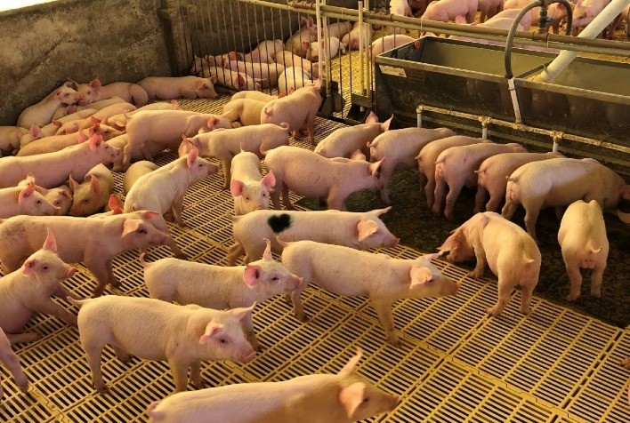 Fábricas de ração animal devem se adaptar a IN 14