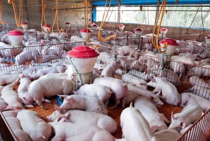 Suíno vivo: preço apresentou queda mensal próxima dos 5%