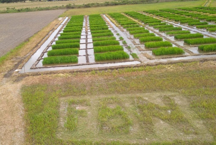 Consórcio de bactérias tem potencial de aumentar em até 30% a produtividade do arroz