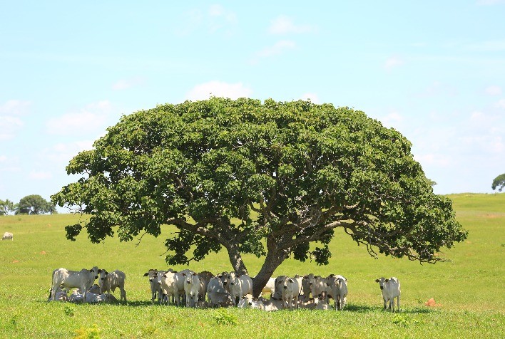 Bem-estar animal: análise e planejamento garantem o lucro para o negócio pecuário