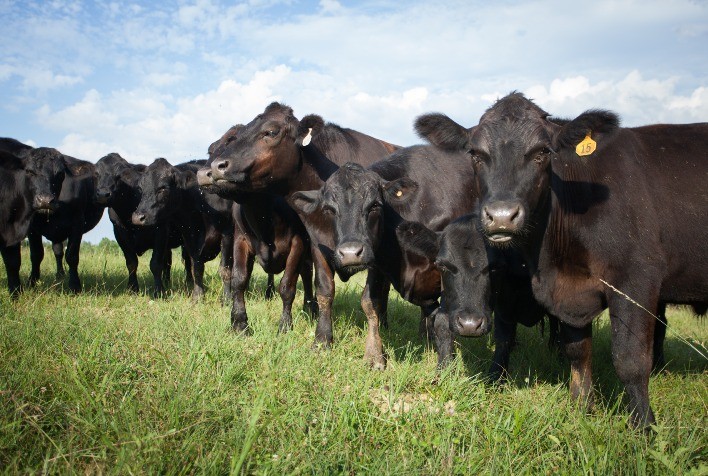 Associação de antimicrobiano com anti-inflamatório aumenta eficácia de tratamentos contra infecções em bovinos