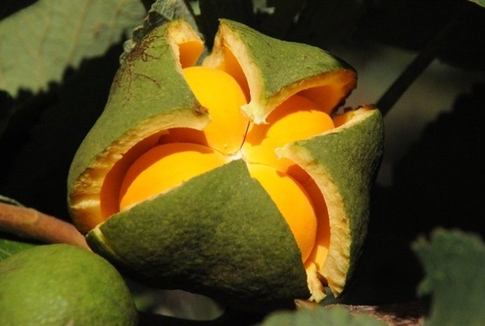 Pesquisa busca soluções contra broca-do-tronco do pequi