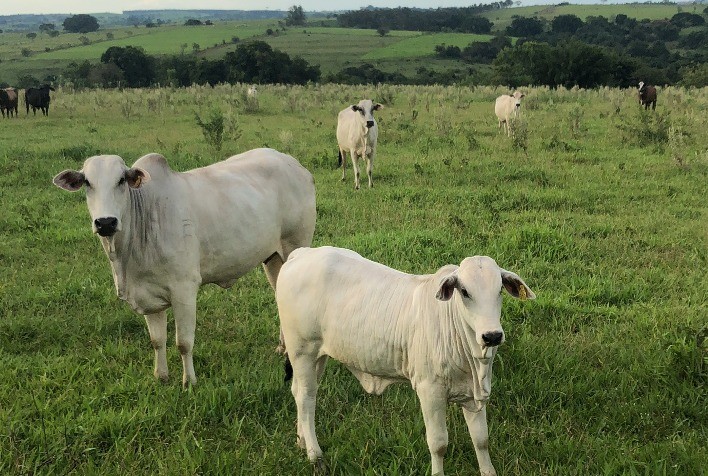 Vai faltar bezerro nos próximos anos para reposição