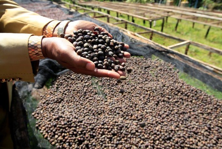 Exportações de café de Honduras mais que dobram em julho