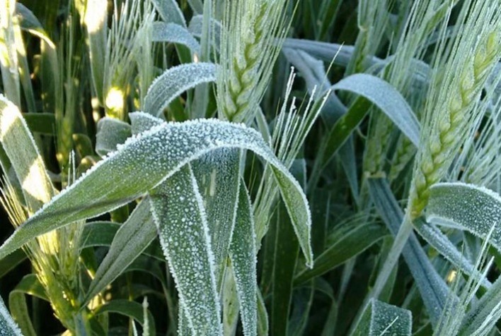 Conab alerta, novamente, para novo risco de geada em lavouras que se estendem do RS ao sul de SP