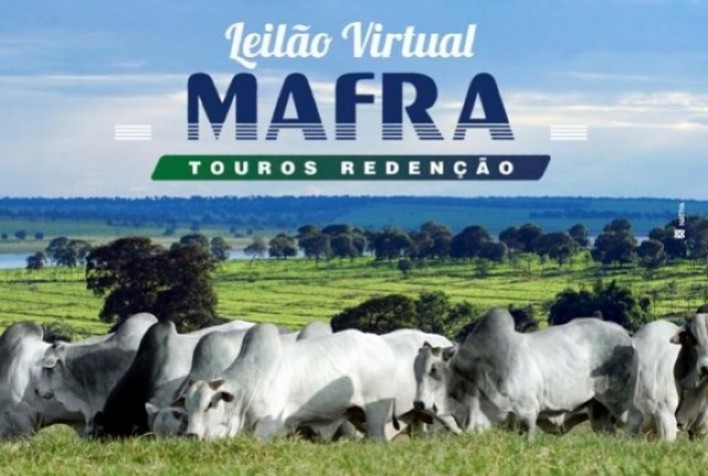 Serão 300 touros à venda no leilão da Agropecuária Mafra