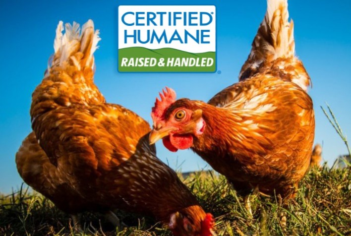 Novo podcast aborda temas relacionados ao bem-estar para animais de produção