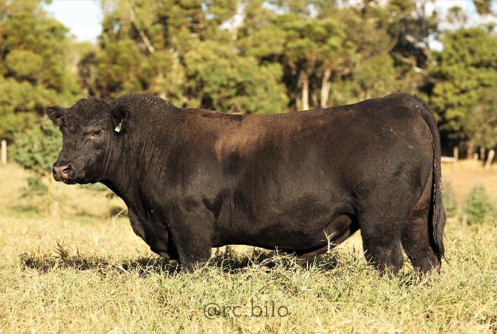 Fazenda Limeira fatura alto com venda de exemplares Angus