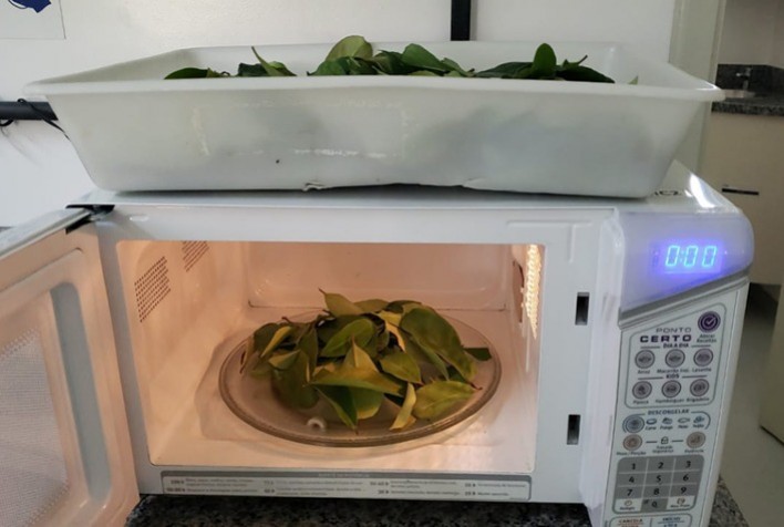 Secagem de erva-mate por micro-ondas preserva coloração e propriedades químicas