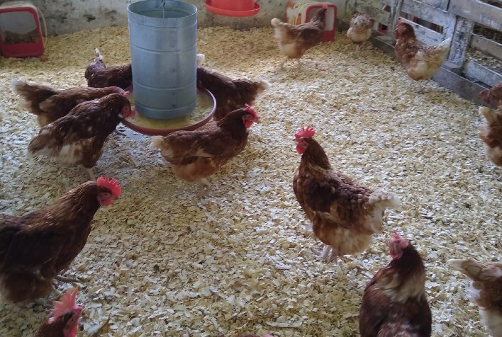 Rações com minerais orgânicos podem auxiliar na saúde das aves em períodos de baixas temperaturas