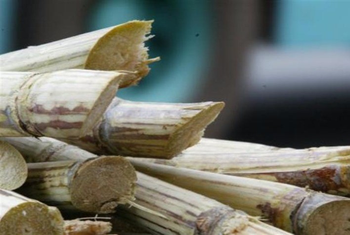 Nordeste do Brasil abriga valiosos centros de melhoramento de cana