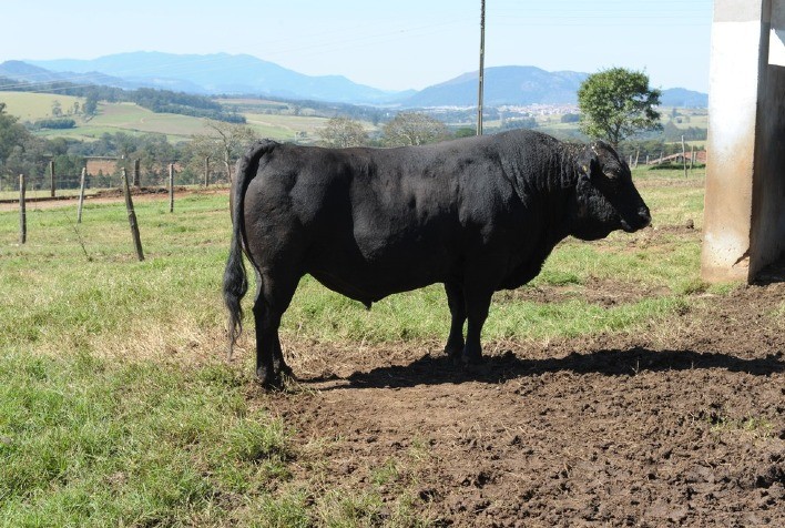 Boi japonês wagyu, que tem a carne mais cara do mundo, já recebeu mordomias como beber cerveja e ganhar massagem