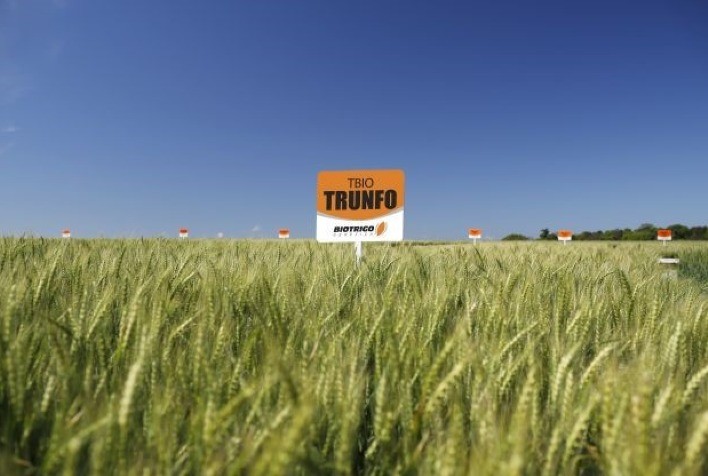 Novas cultivares da Biotrigo são indicadas em Reunião de Pesquisa de Trigo