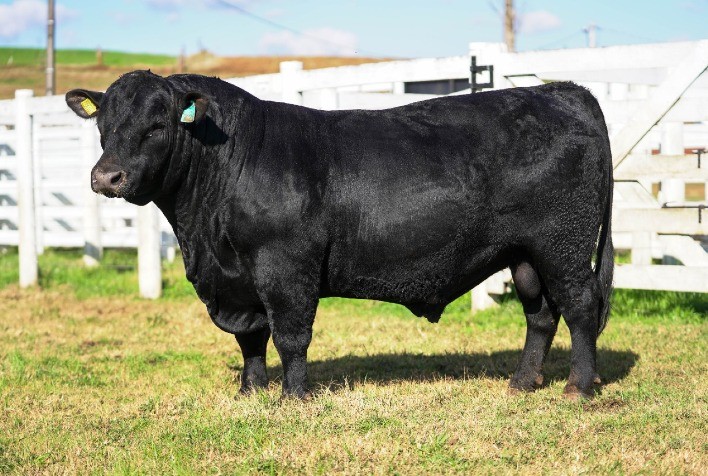 Fazenda 3 Marias Agronegócios tem vendas aquecidas de animais Angus