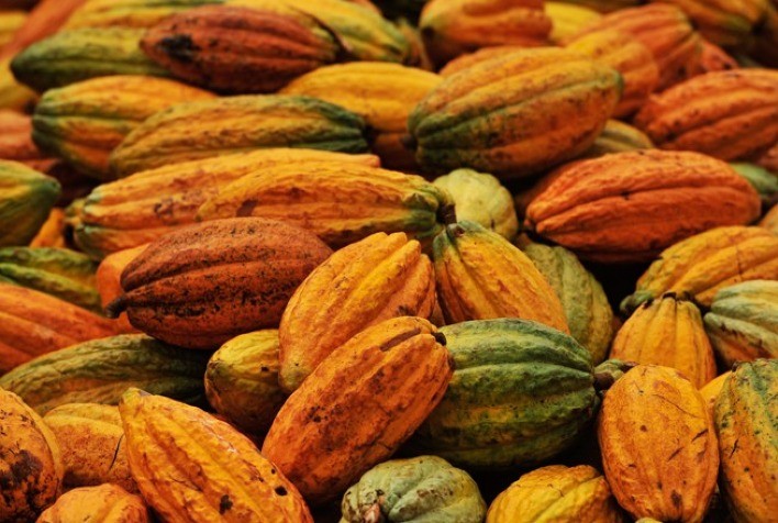 Produtores de cacau ganham aplicativo com foco em rastreabilidade