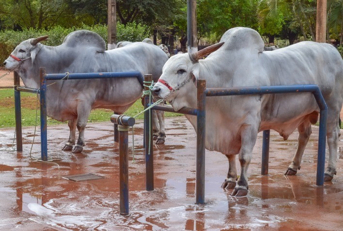 Expogenética 2021: feira agropecuária será vitrine para a melhor genética do Brasil