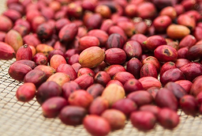 Prêmio Conilon Extremo Sul: inscrições seguem até 13 de agosto