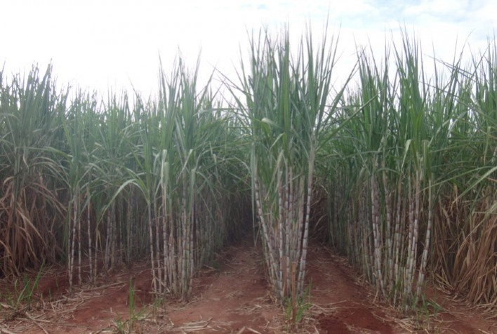 Variedades de cana-de-açúcar da UFAL têm alta produtividade agrícola