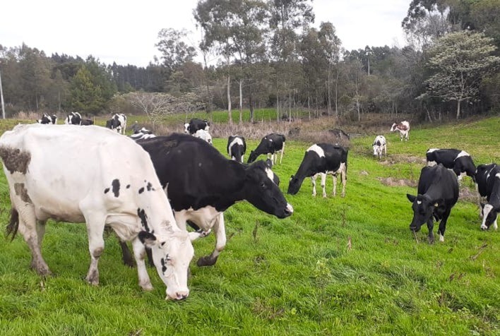 Frio e geada contínuos podem elevar custo da produção de leite