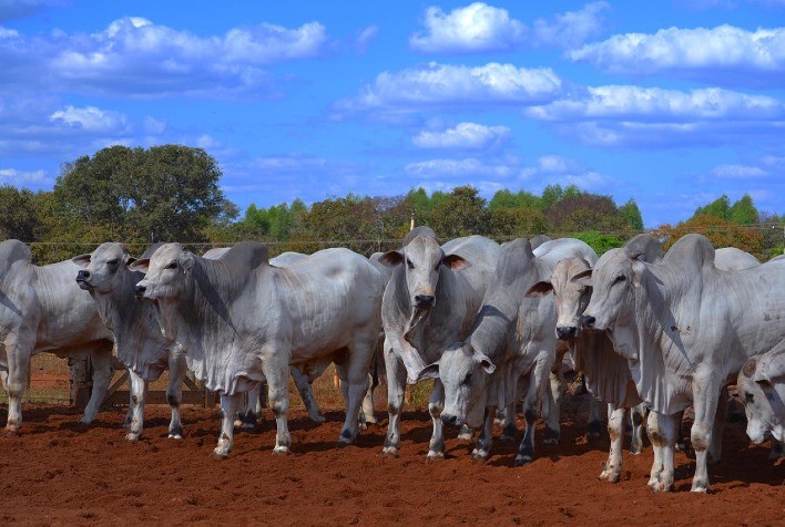 Animais avaliados pelo PMGZ são ofertados no Leilão Rima Reprodutores 2021