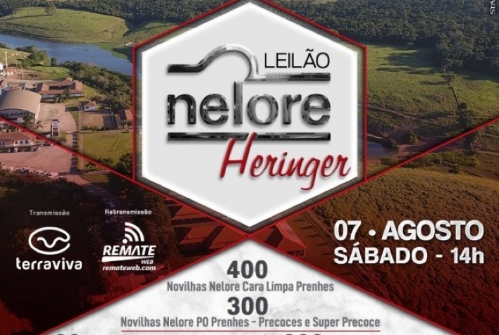 Leilão Nelore Heringer faz grande oferta de animais selecionados