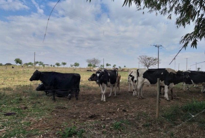 IZ entrega ao setor produtivo tecnologia inédita para detecção de fraudes em produtos lácteos