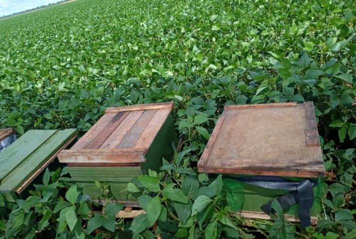 Cientistas afirmam que a polinização na soja traz aumento de produtividade mútua