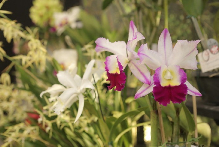 Floricultura: Comercialização tem incremento de 10% em todo o país no último ano