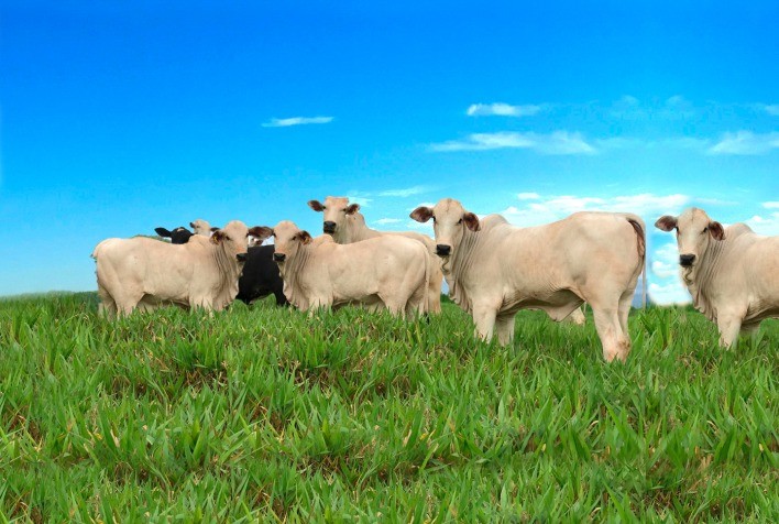 Arroba do boi mudou de patamar no último ano, com expectativa de preços sustentados em curto prazo