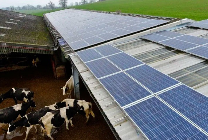 Com uso de painéis solares, fazendas de produção leiteira em Minas reduzem à metade gastos com energia