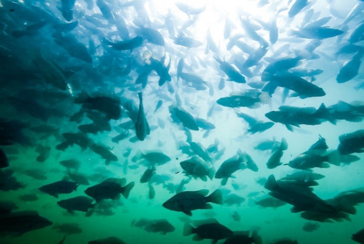 Instituto de Pesca orienta piscicultores a cuidado com os peixes no inverno