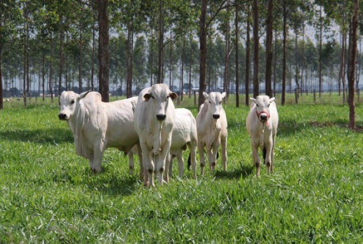 Minerva Foods engaja produtores no preenchimento do Guia de Indicadores da Pecuária Sustentável (GIPS) e reforça o relacionamento com os pecuaristas