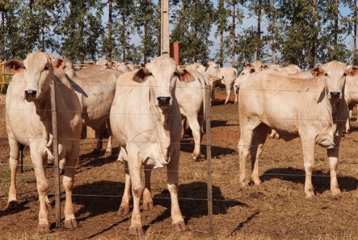 Leilão CV comercializa animais com média de preço 20% superior a 2020