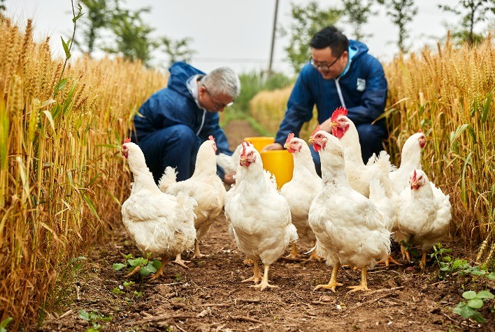 Avanços tecnológicos em vacinas vetorizadas para aves podem ajudar no tratamento de doenças complexas em humanos