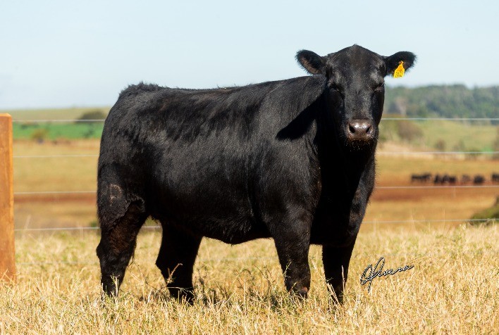 Média de fêmeas chega a R$ 30 mil no leilão Rio da Paz