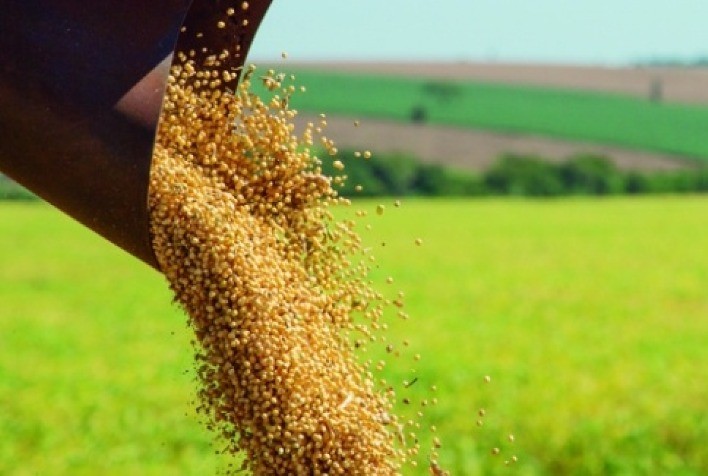 Soja: Chicago opera estável nesta 2ª feira em semana de novo boletim mensal do USDA