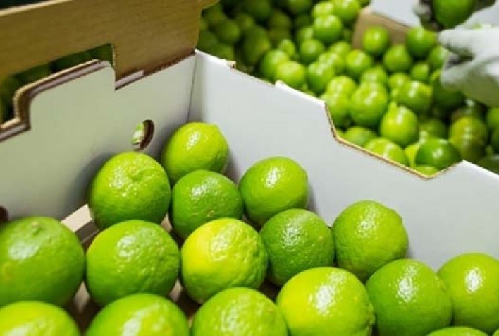 USDA prevê alta de 11,7% na produção de limão da UE