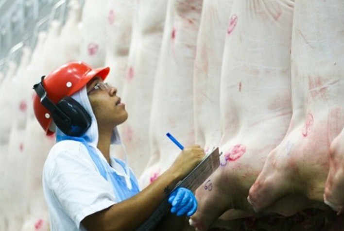 Exportação de carne suína apresenta retrocesso mensal de 5,7% em julho