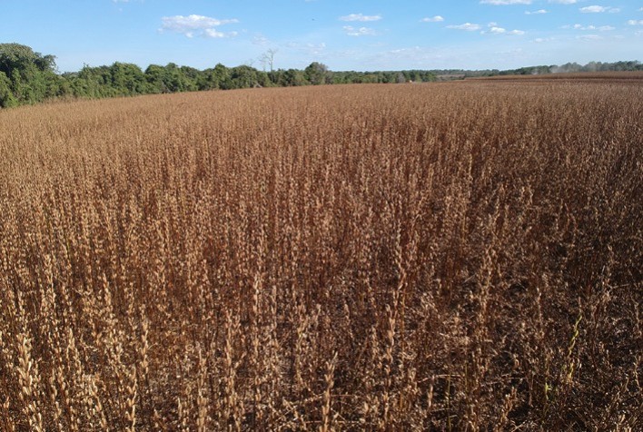 Cultivo do gergelim no Brasil cresce 230% em um ano