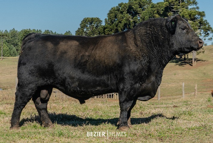 Fazenda Renascença fatura mais R$ 700 mil com vendas de touros Angus e Ultrablack