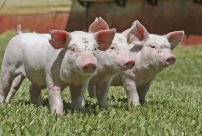 DSM lança tecnologia solúvel em água para leitões