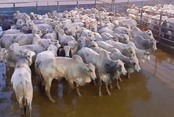 Etapa de Marabá (PA) do Circuito Nelore de Qualidade reuniu 543 animais