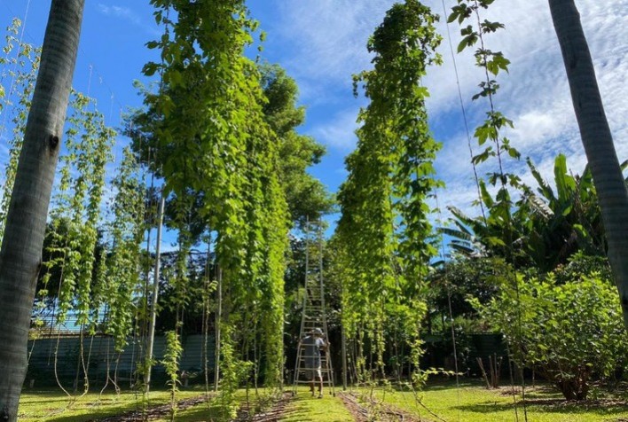 Mercado cervejeiro cresce no Brasil e aumenta interesse pela produção nacional de lúpulo e cevada